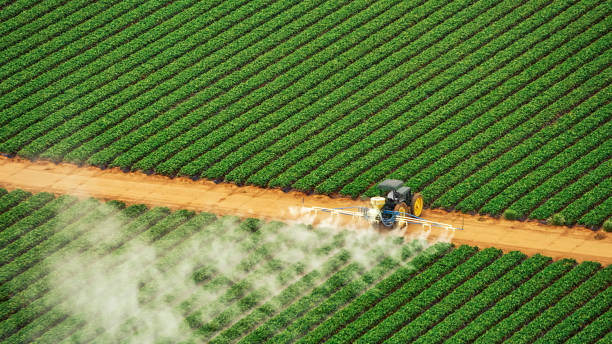 Best Pest Removal Services  in Port Hadlock Irondale, WA